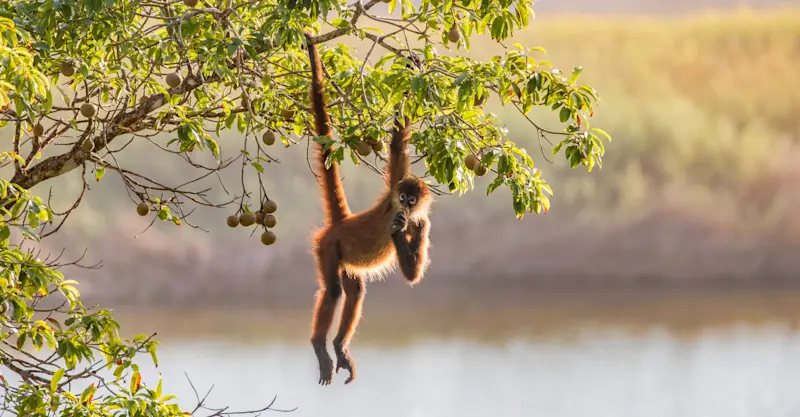 Spider monkey, Costa Rica.