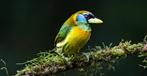 Slideshow Image Thumbnail 4 of 7