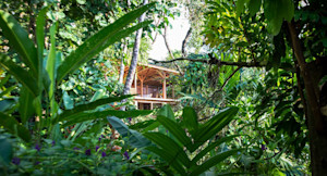 Cabin through the trees