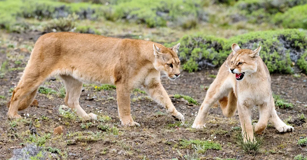 Pumas, Patagonia, Chile.