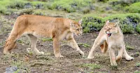 Pumas, Patagonia, Chile.