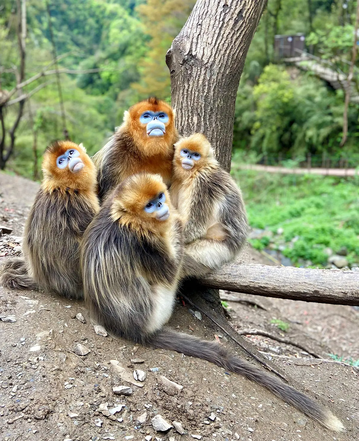 Golden Snub-nosed Monkeys in remote forests of China.
