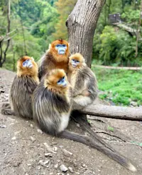 Golden Snub-nosed Monkeys in remote forests of China.