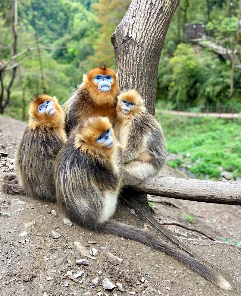 Golden Snub-nosed Monkeys in remote forests of China.