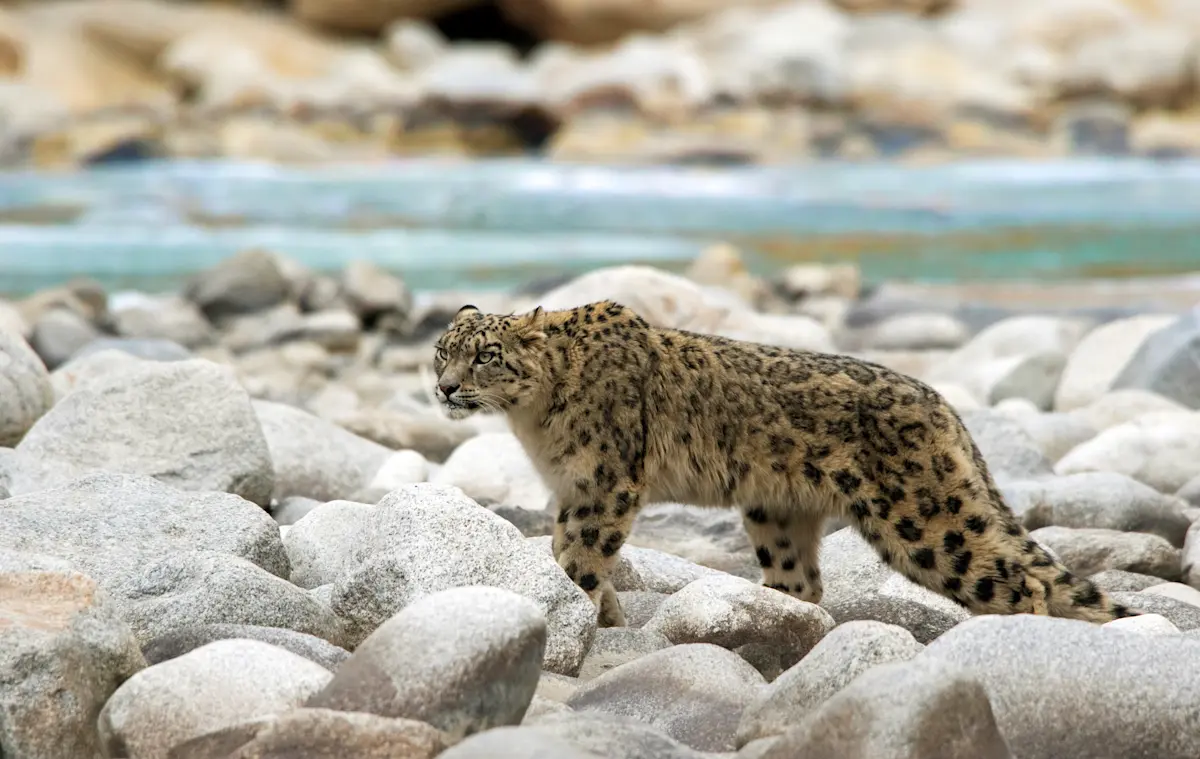 Snow leopard, Ladakh, India.