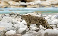 Snow leopard, Ladakh, India.