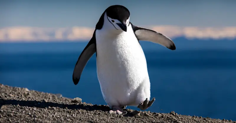 Chinstrap penguin, Antarctica.