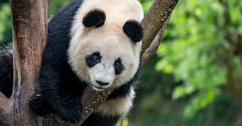 Giant panda, Wild Panda Nature Reserve, China.