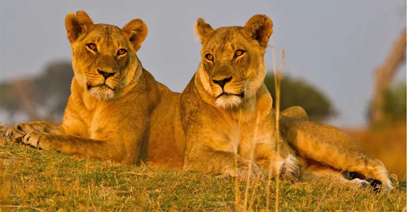 Lionesses, Katavi National Park, Tanzania.