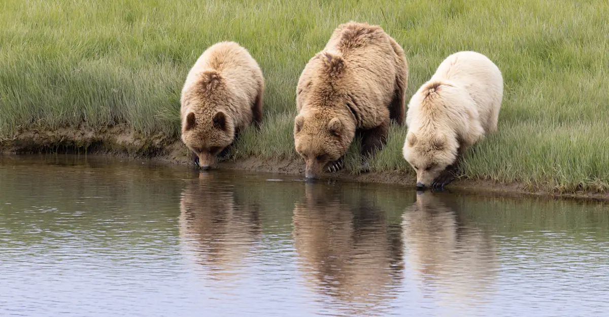 Bear with two yearlings, Nat Hab's Alaska Bear Camp, Lake Clark National Park