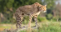Cheetah, Santawani Private Concession, Southeast Okavango, Botswana.