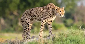 Cheetah, Santawani Private Concession, Southeast Okavango, Botswana.
