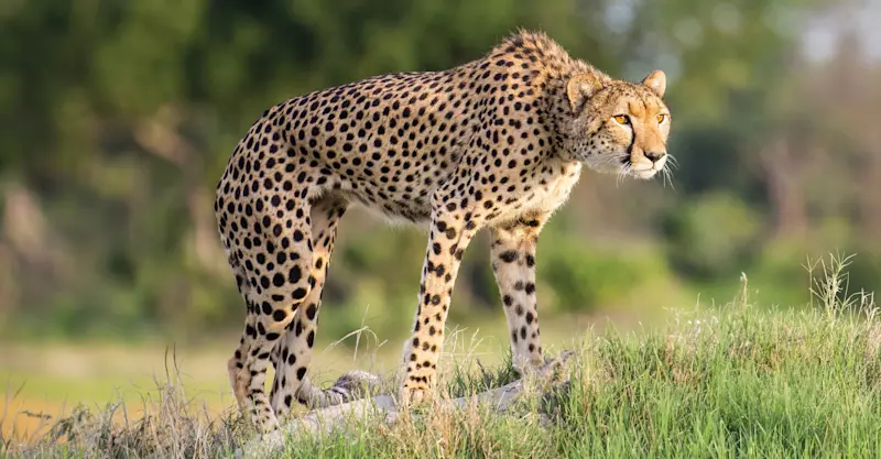 Cheetah, Santawani Private Concession, Southeast Okavango, Botswana.