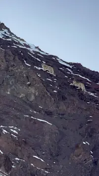 Snow Leopards in their natural habitat in India. 