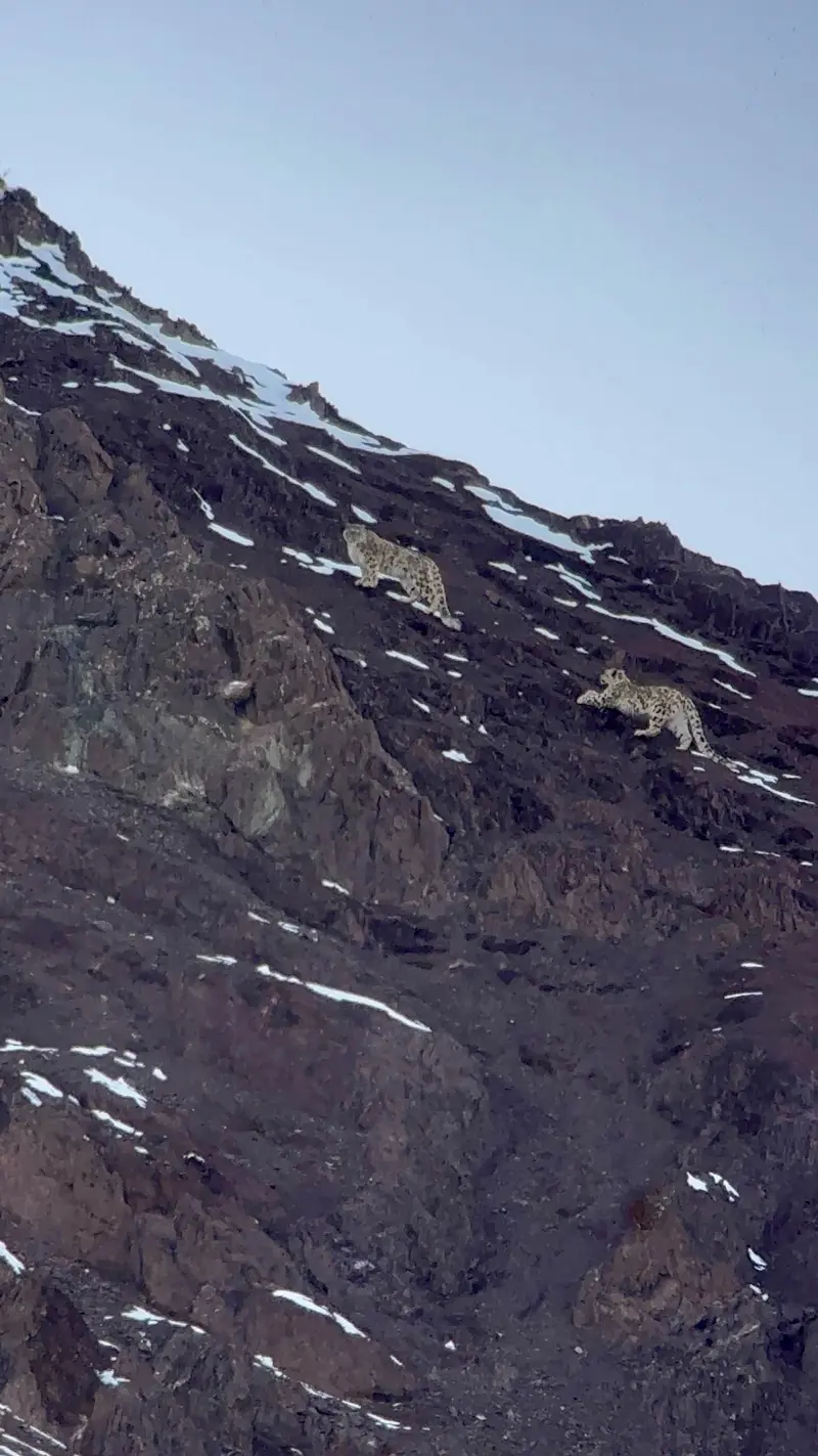 Snow Leopards in their natural habitat in India. 