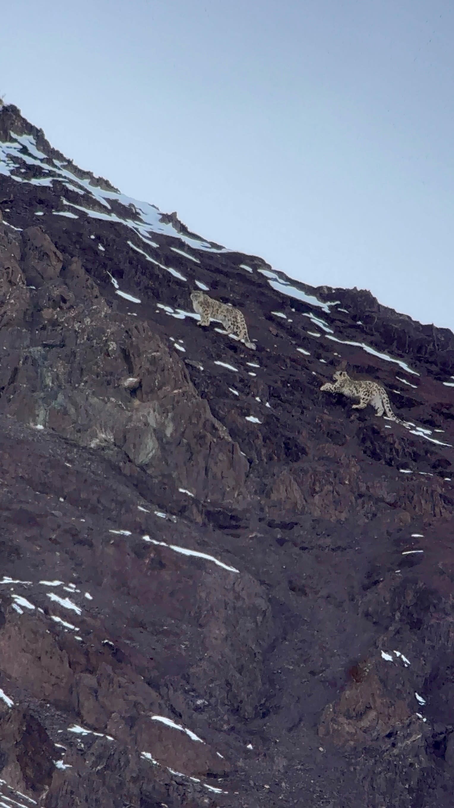 Snow Leopards