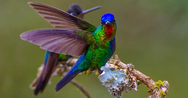 Fiery-throated hummingbirds, Arenal National Park, Costa Rica.