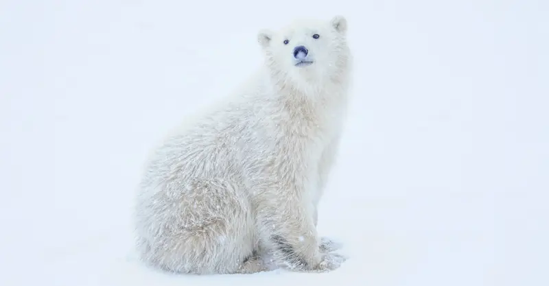 Polar bear coy