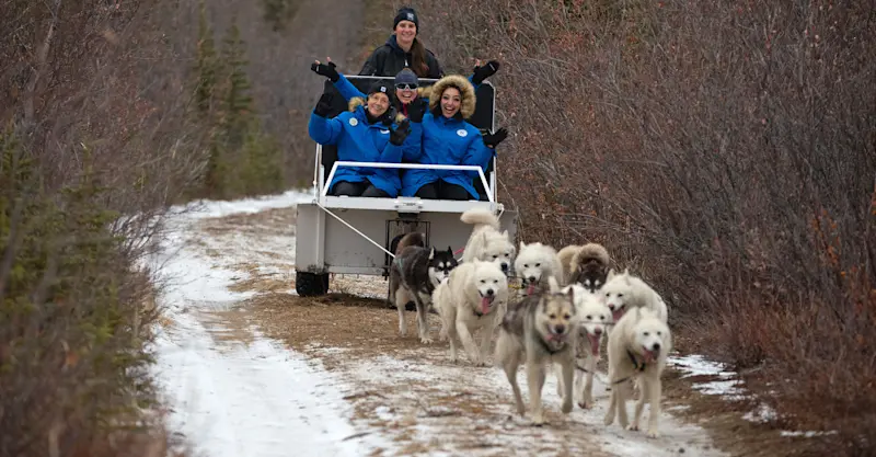 Nat Hab guests dog carting, Churchill, Manitoba.