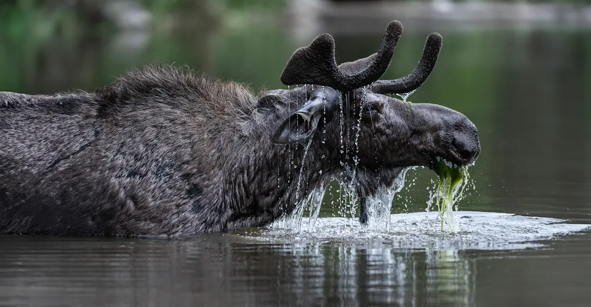 Bull moose, Yellowstone National Park, Wyoming. 