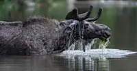 Bull moose, Yellowstone National Park, Wyoming. 