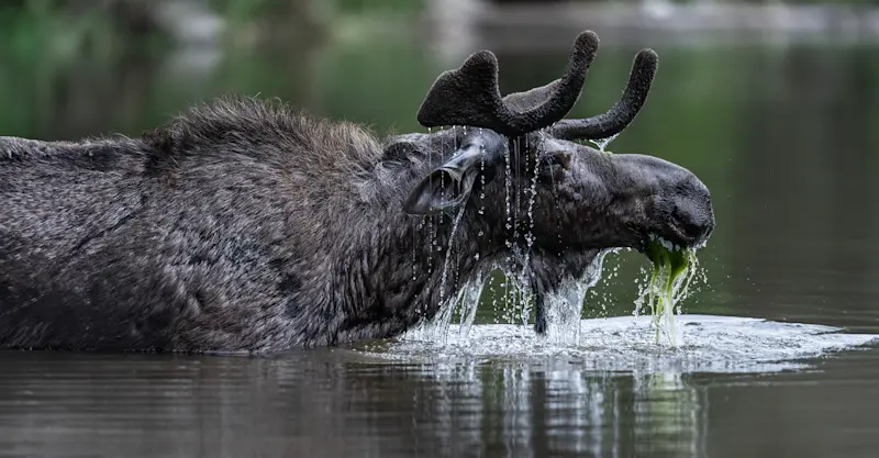 Bull moose, Yellowstone National Park, Wyoming. 