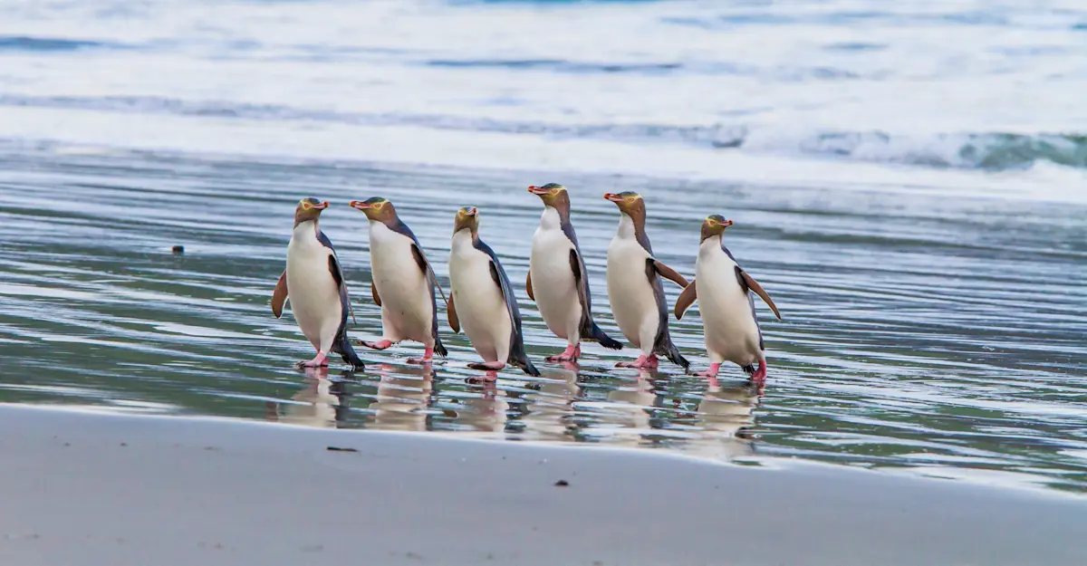 Yellow-eyed Penguins, Otago Peninsula, New Zealand.