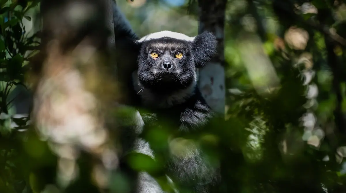 Indri lemur, Ranomafana National Park, Madagascar.