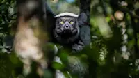 Indri lemur, Madagascar.