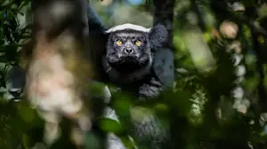 Indri lemur, Madagascar.