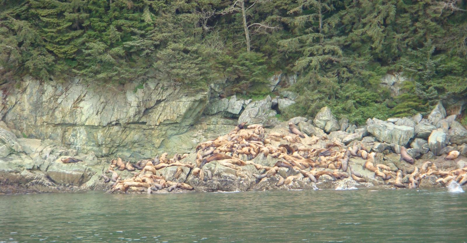 Sea lions in Alaska