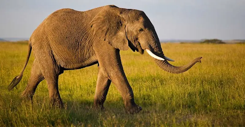 African elephant, Ruaha National Park, Tanzania.