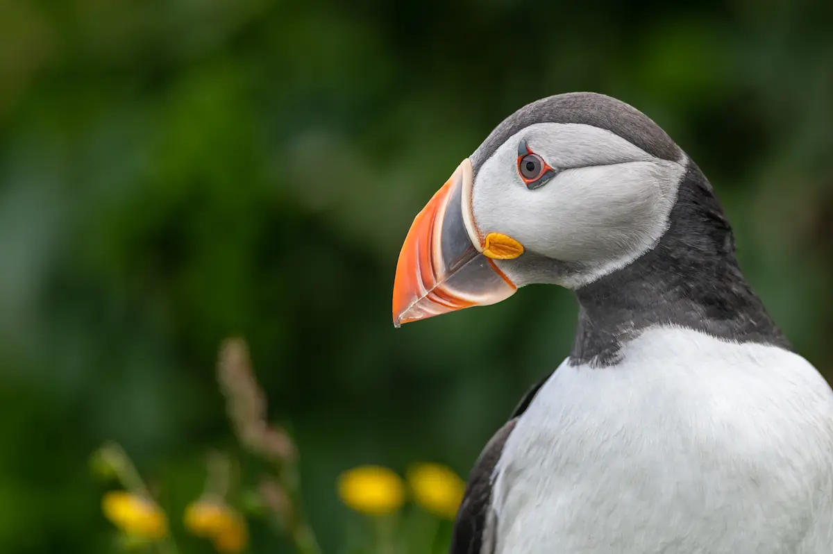 Atlantic puffin, Iceland. 