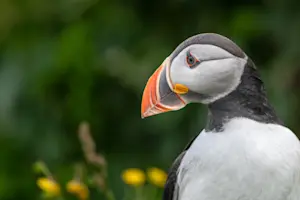 Atlantic puffin, Iceland. 