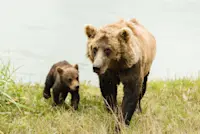 Watched mom and cub play in the river at the Alaska Bear Camp.