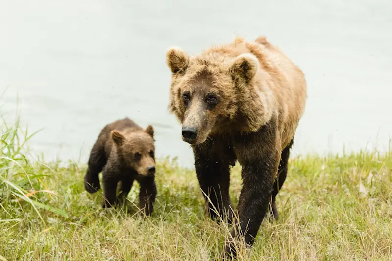 Watched mom and cub play in the river at the Alaska Bear Camp.