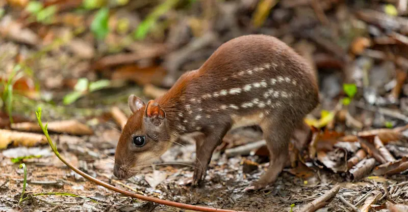 Lowland paca, Amazon, Peru.