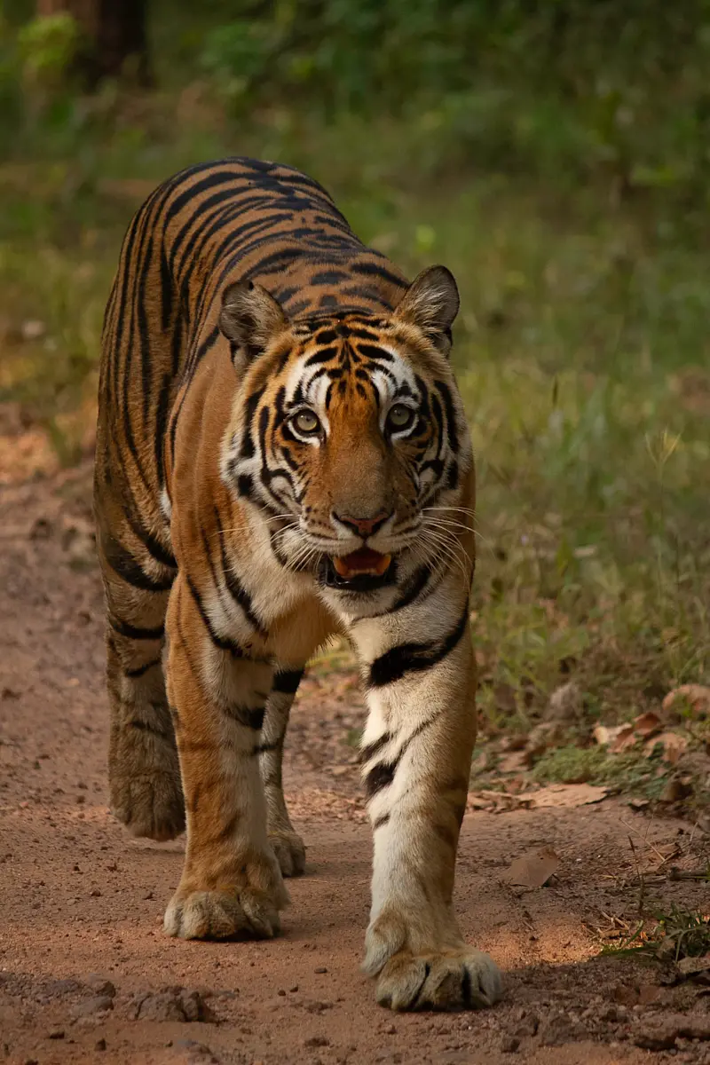 Mahavir female Tiger, Kanha National Park, India.