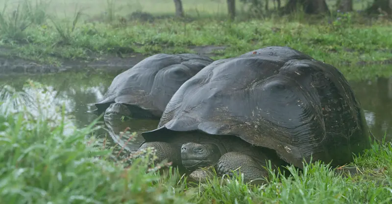 Galapagos tortoises, Nat Hab's Tortoise Camp, Santa Cruz Island