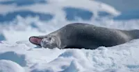 Leopard seal, Antarctica.
