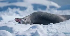 Leopard seal, Antarctica.
