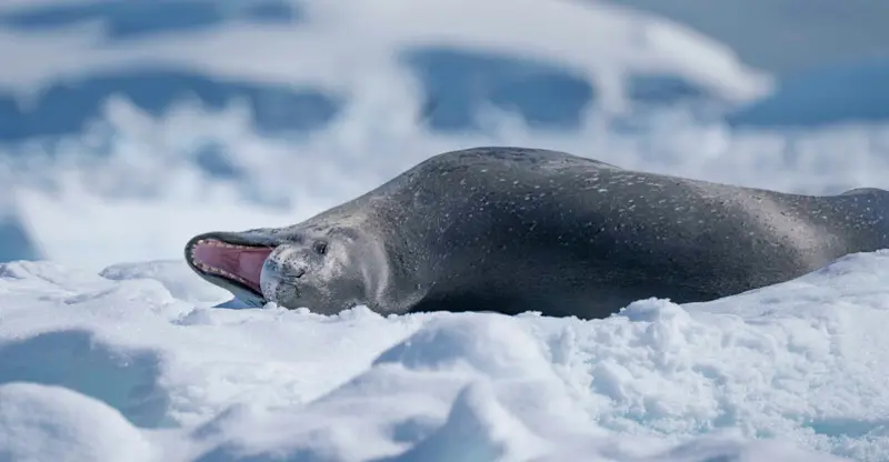 Leopard seal, Antarctica.