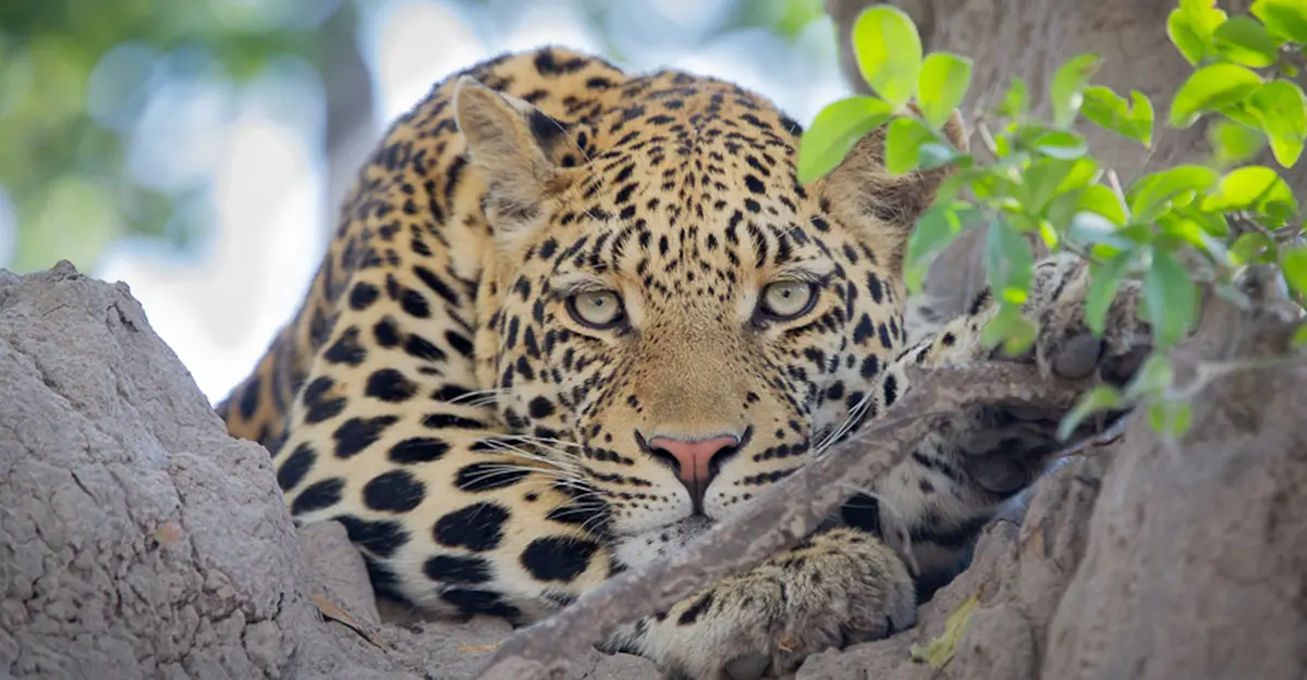 Leopard, Okavango Delta, Botswana.