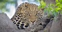Leopard, Okavango Delta, Botswana