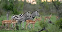 Zebra and impala, Maasai Mara, Kenya.
