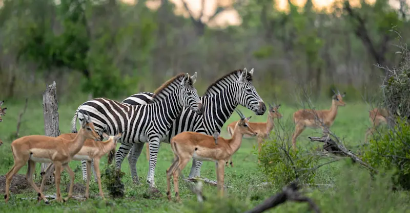 Zebra and impala, Maasai Mara, Kenya.