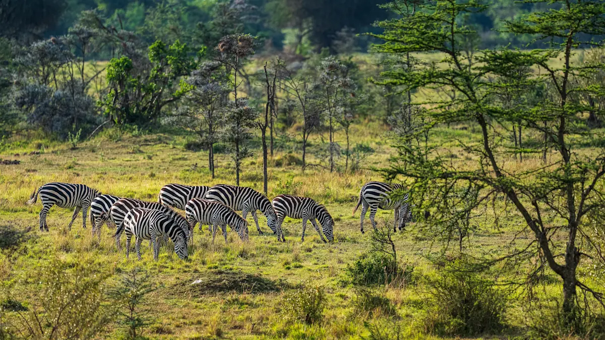 Zebras, Okavango Delta, Botswana.