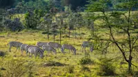 Zebras, Okavango Delta, Botswana.