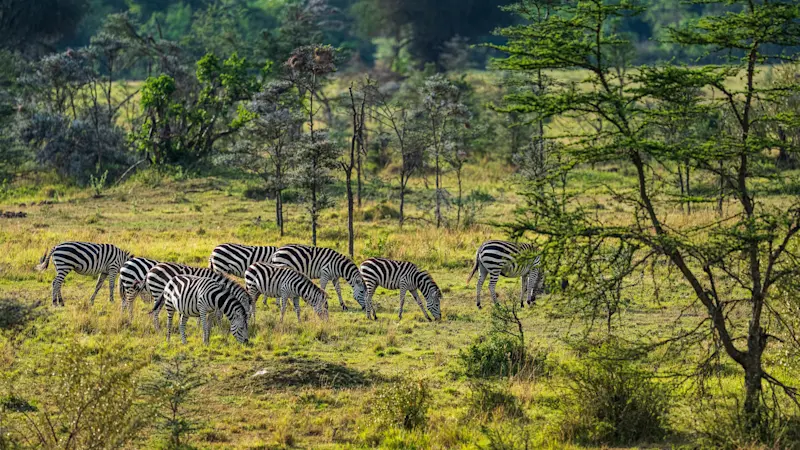 Zebras, Okavango Delta, Botswana.