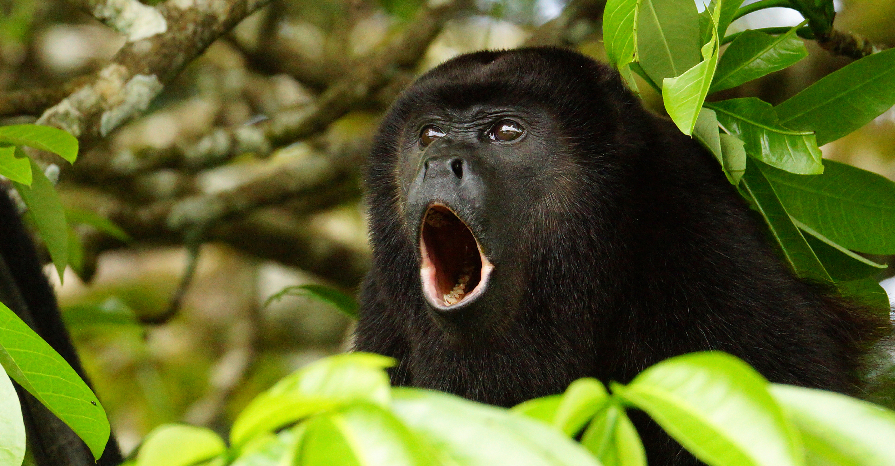 A howler monkey bellows in the trees of Hacienda Baru National Wildlife Refuge, Costa Rica